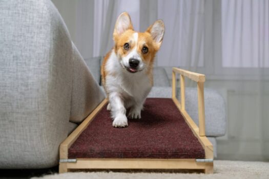 10 Best Dog Ramps