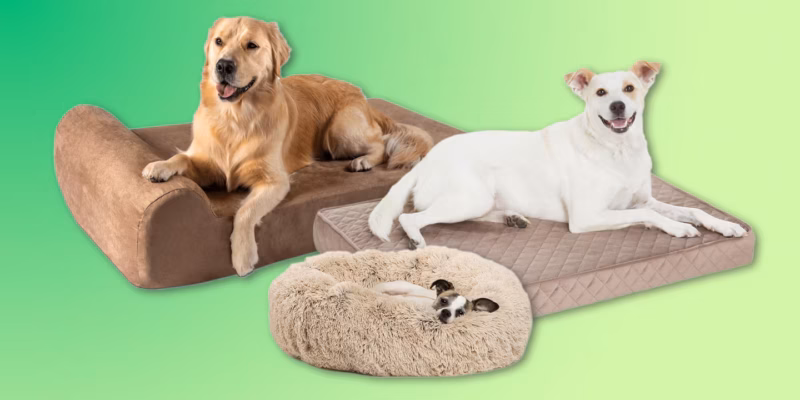 Top 10 Best Dog Beds of 2026